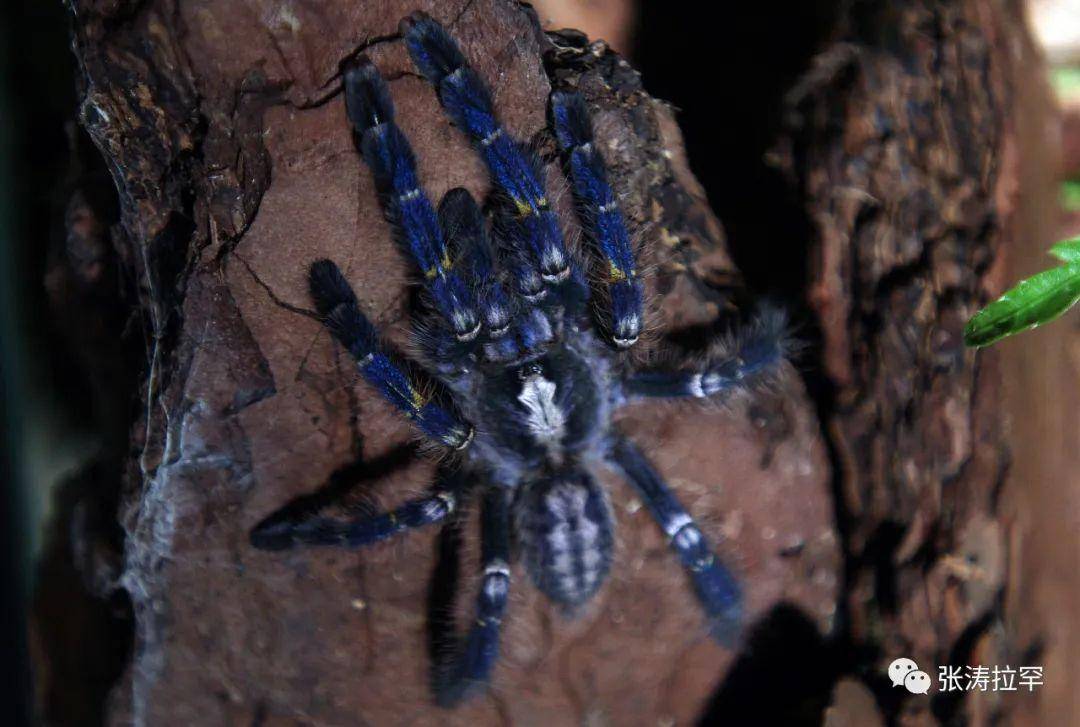华丽蓝宝石雨林蜘蛛图片