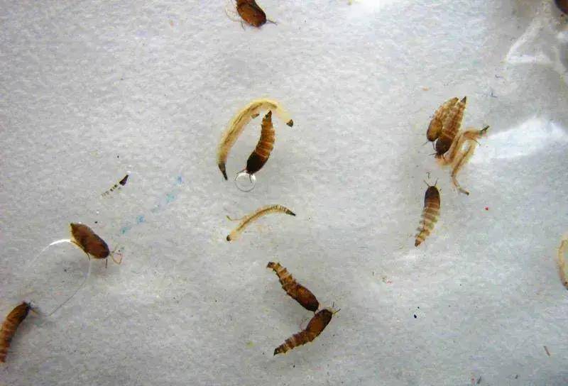 地方_危害_虫卵