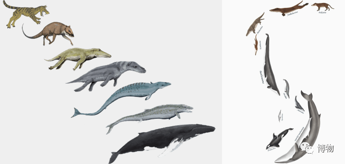 海洋生物_来源_鲨鱼