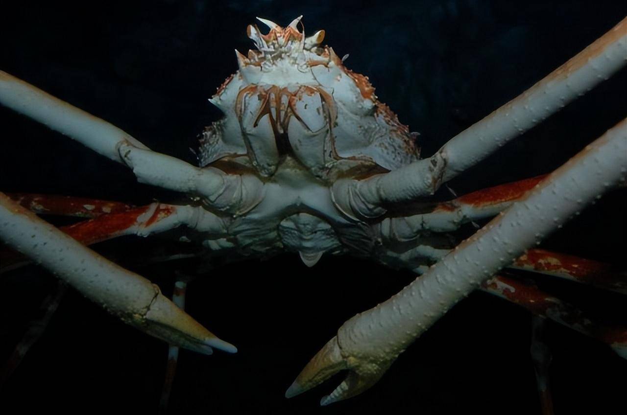 体长四米可活百年,核污染造成变异,日本杀人蟹真的是恐怖生物?