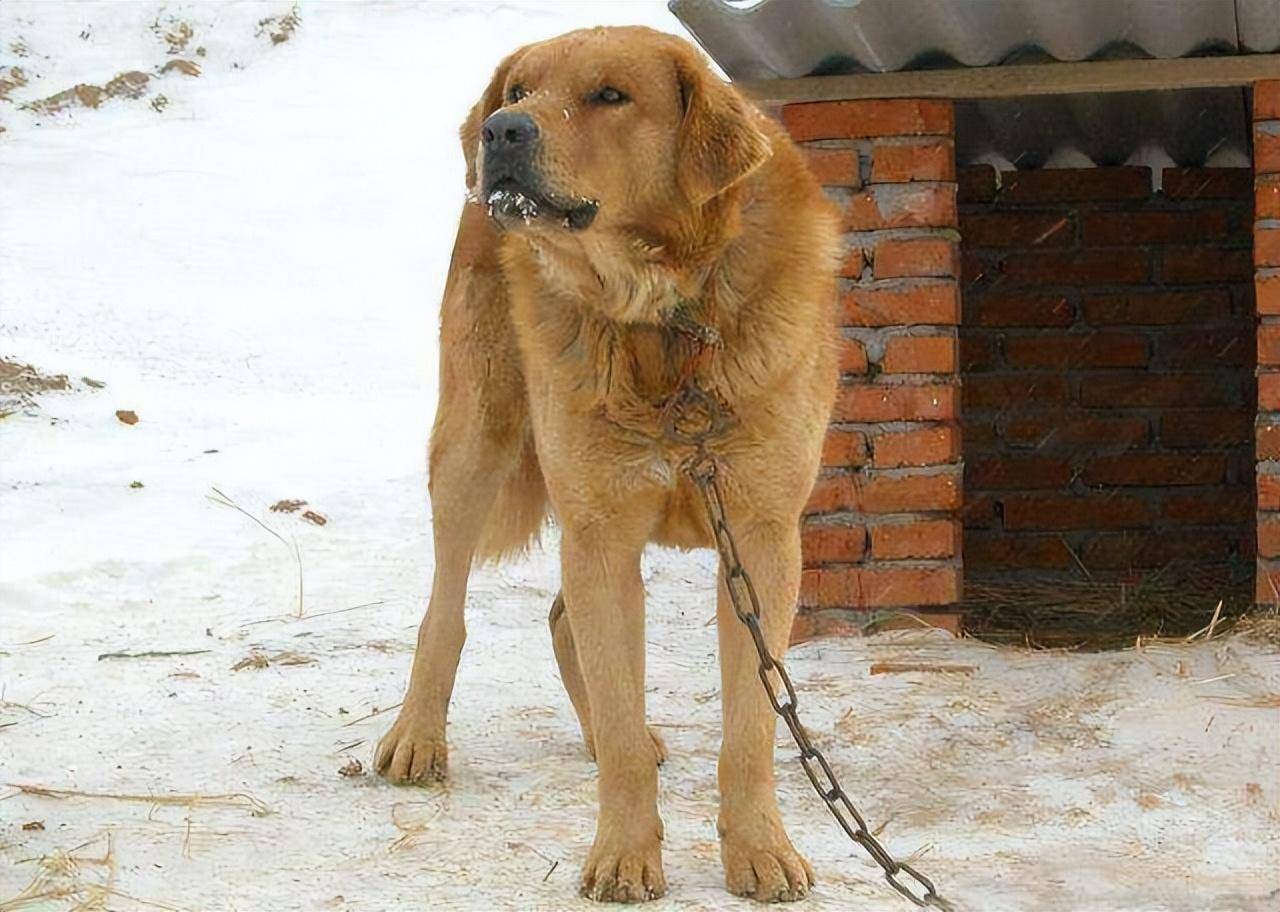 东北猎犬也被人们称为笨狗,憨厚老实,警惕心强,人们养它主要是看家和
