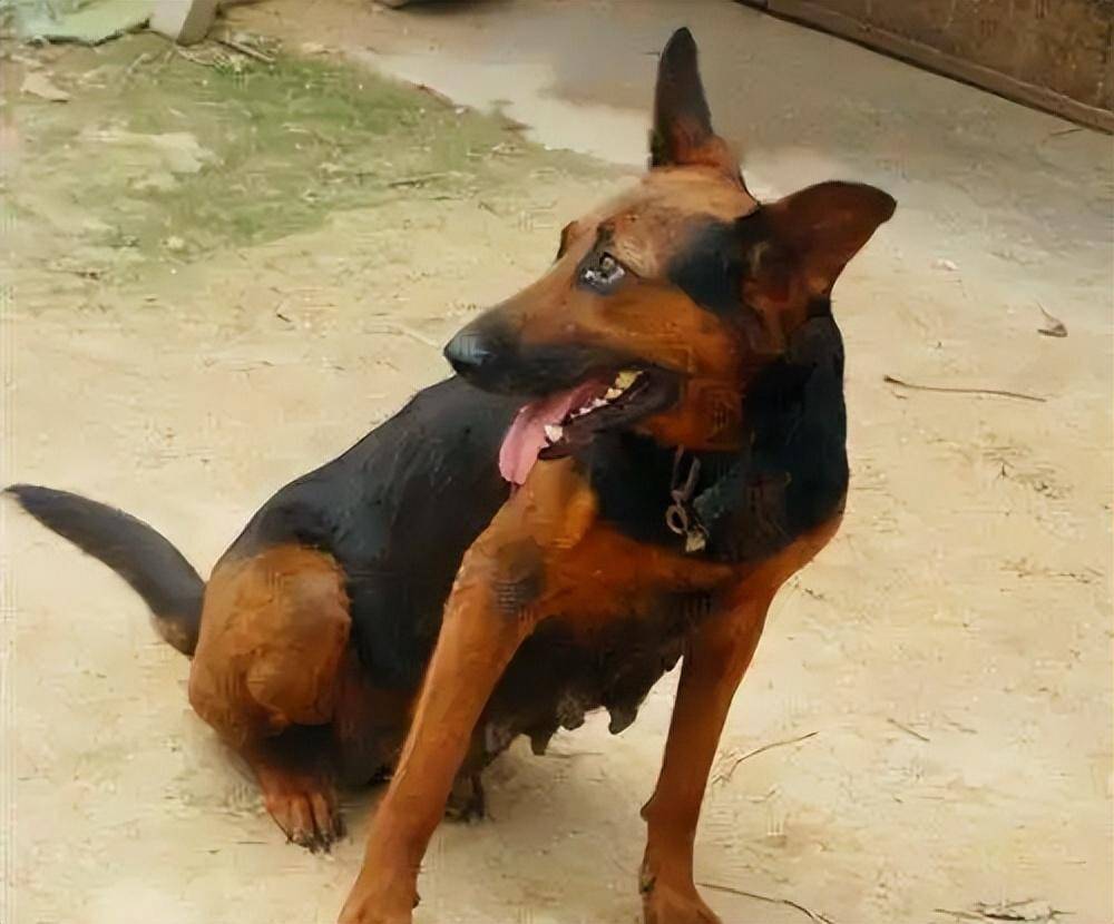 ④聪明好训练莱州红犬还属于才貌双全的狗狗,它的智商也很高,想要训练