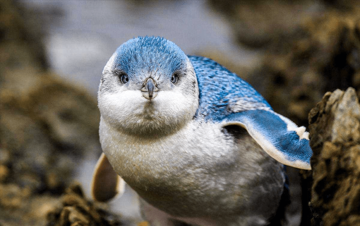 在美与丑的边缘横跳,比大熊猫还稀少_雌鸟_极乐鸟_羽毛