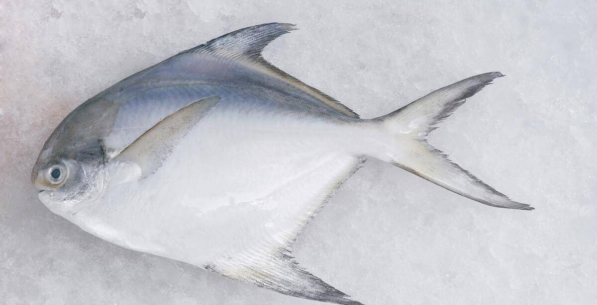 1,银鲳鱼逢年过节,鱼是不可缺少的一种食材,鱼和"余"同音,所以节日上