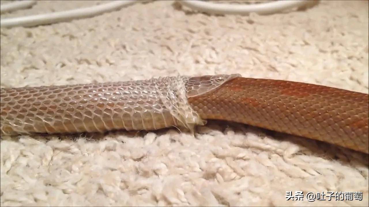 蛇蜕皮前有什么症状吗?