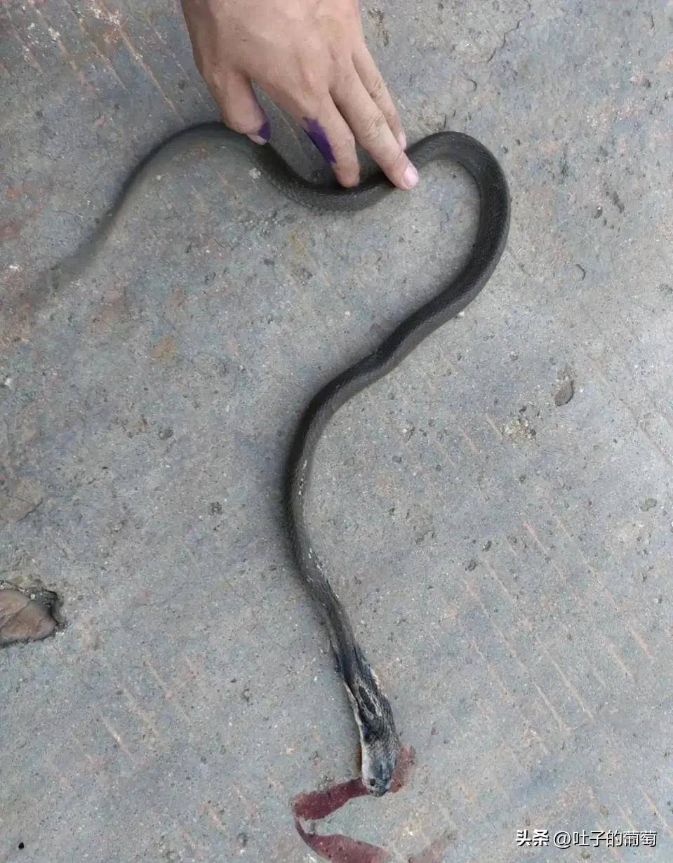 说实话,这么近距离观察舟山眼镜蛇还是头一回_保护_中华_台湾