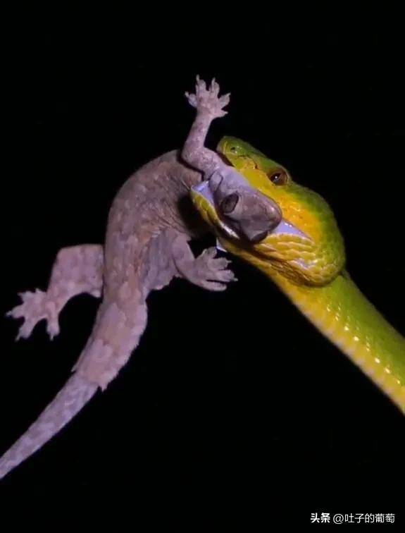 青蛇彪这真的是把快准狠掌握到了_猎物_毒蛇_毒液