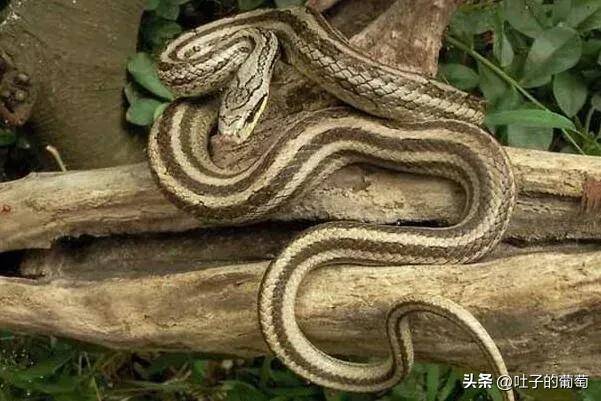 原创这玩意儿看着就像是带着毒的