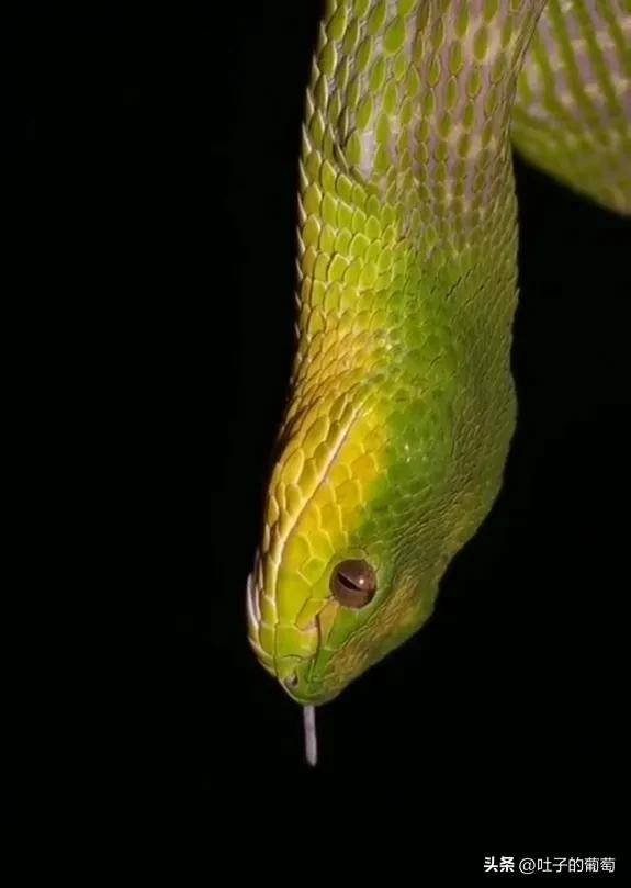 青蛇彪这真的是把快准狠掌握到了_猎物_毒蛇_毒液