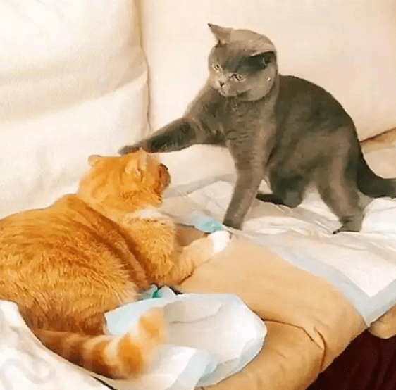 两只公猫正在入眠,接着画风突变,像极了多少情侣睡觉时的模样!