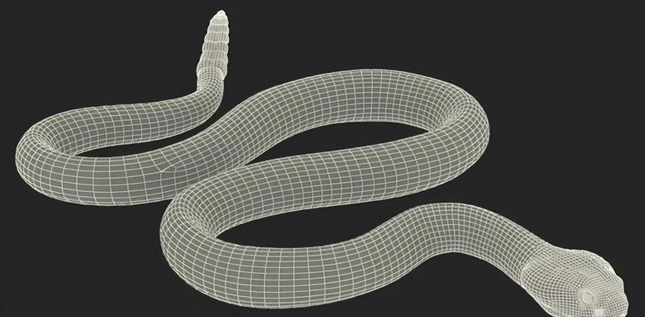 蛇的祖先进化图图片