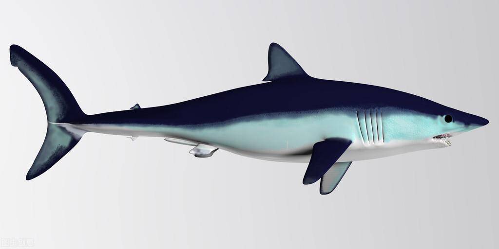 十大最强海洋动物 第一名碾压大白鲨 海洋最厉害动物盘点