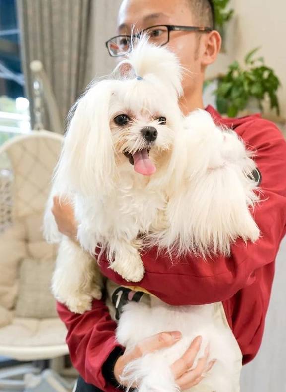 软fufu的马尔济斯犬在线待rua,超萌超治愈!_狗狗_店里_汪星