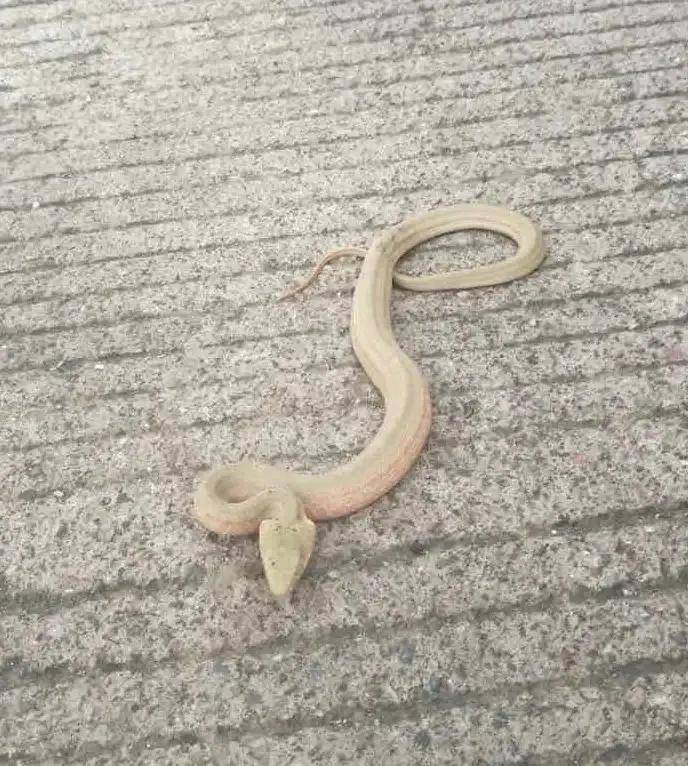 未成年_幼体_颜色