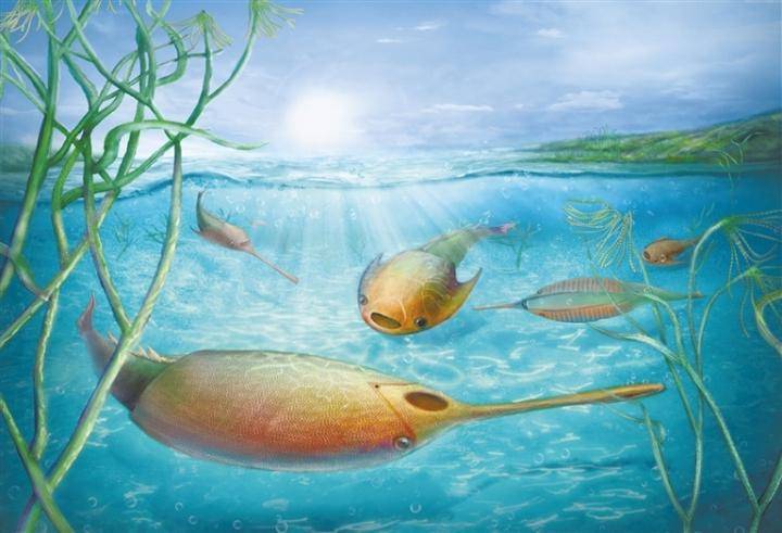 剑裂甲鱼第一个拥有流线型体形的盔甲鱼_生活_于头甲_化石