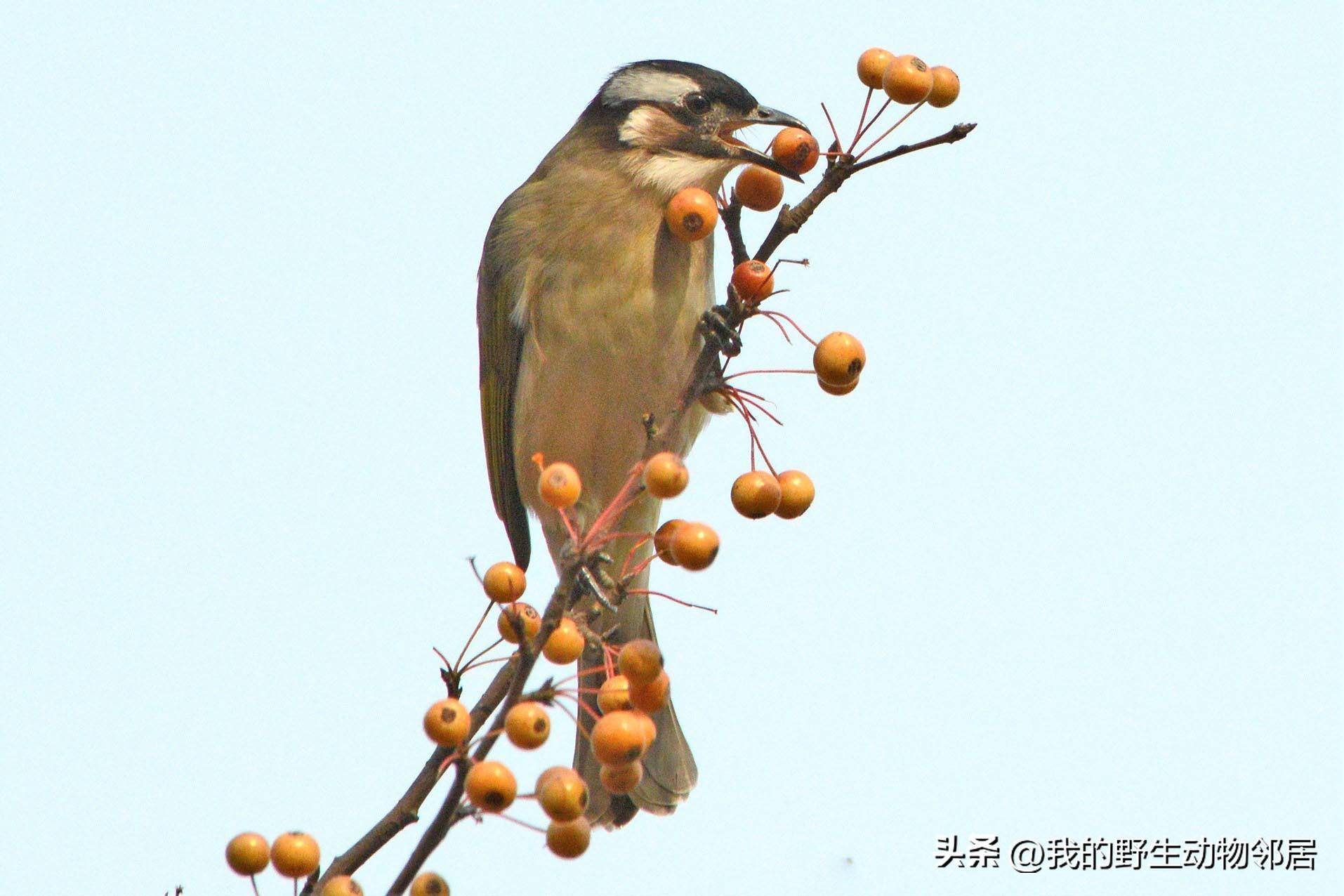 中国人了解中国动物,要读中国人自己的原创科普书.