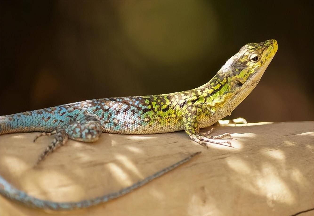 "人畜无害"的壁虎,为何却是"五毒"之一?