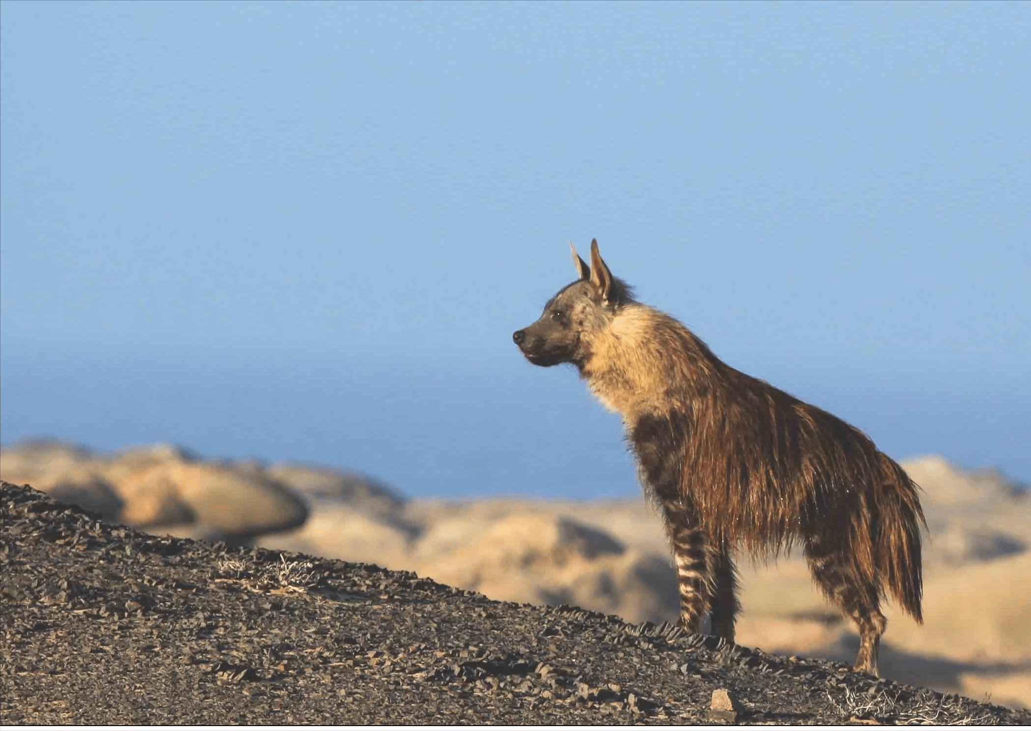 棕鬣狗,最稀有的鬣狗物种,12月从拾荒者化身猎手_海狗_食物_动物