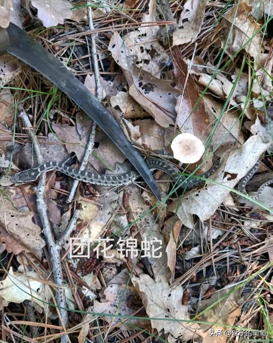 体型_毒蛇_基本