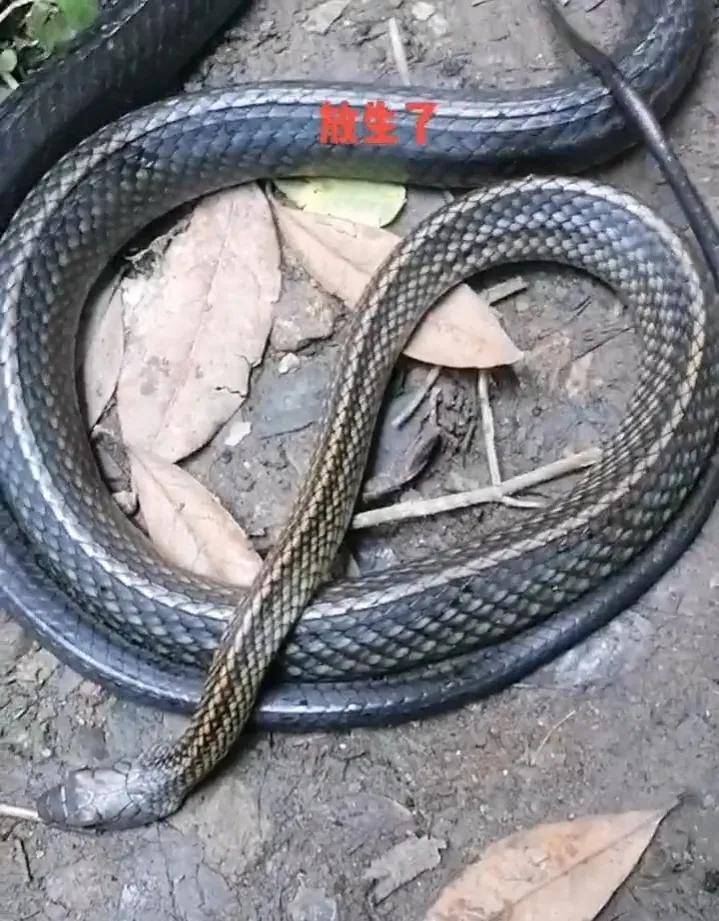 活捉进屋的野生乌梢蛇,当然结果还是放生了_时候_不知道_种类