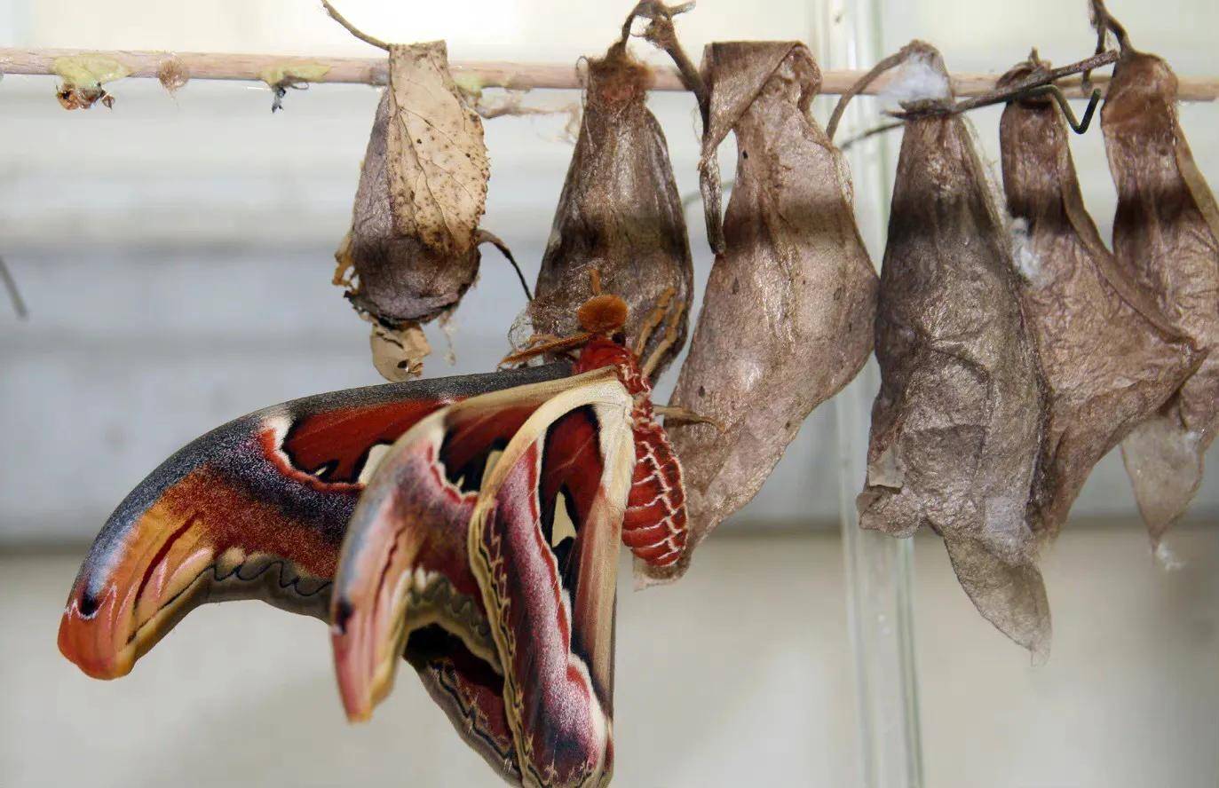 世界上最大的飞蛾666_生活_翅膀_蛇头