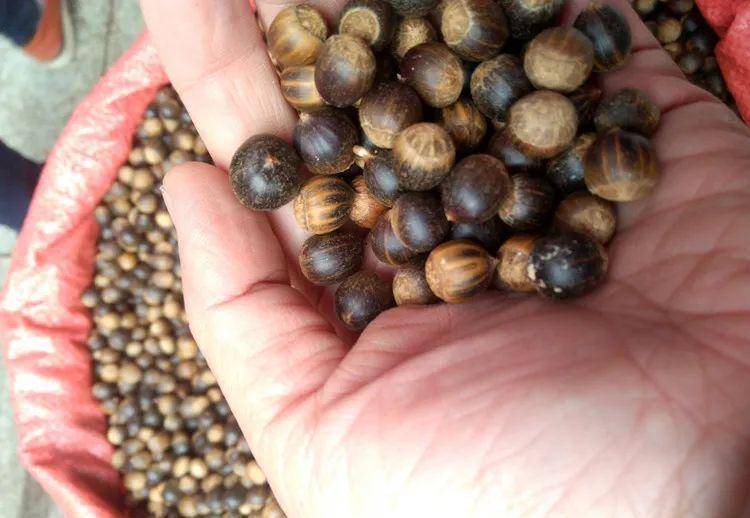 客家地区这些时令野果,城里人都没吃过!