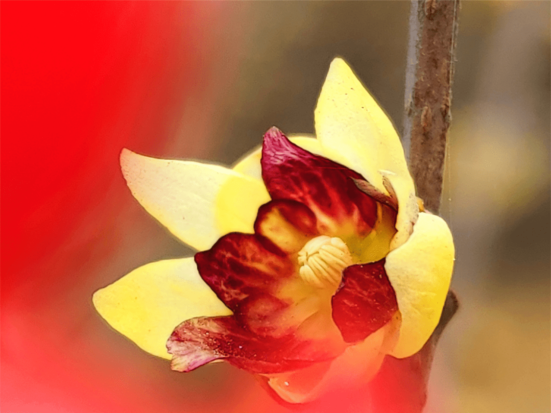 中国红增色彩 腊梅花多绚丽,生机勃勃熬立在寒冬_象征_寓意_精神