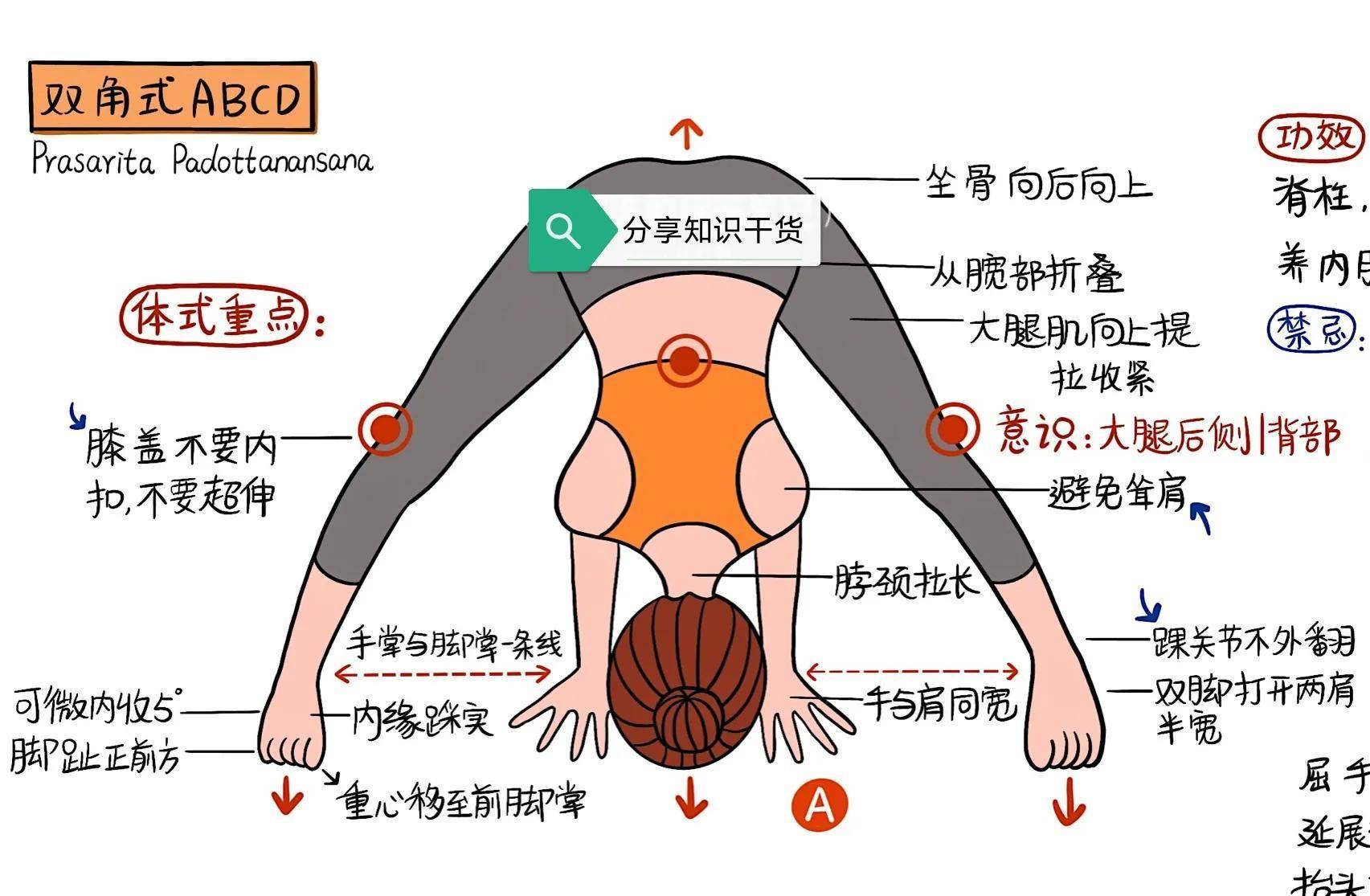 瑜伽体式,"双角式abcd"精讲!