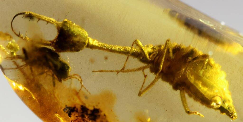 30张活久未见的历史照片，白垩纪的昆虫被封在琥珀里，太直观了