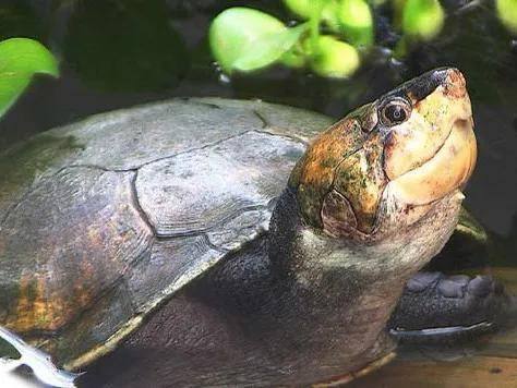 来自马岛的大头鬼,不不不,是大头龟_颈龟_生物_时间