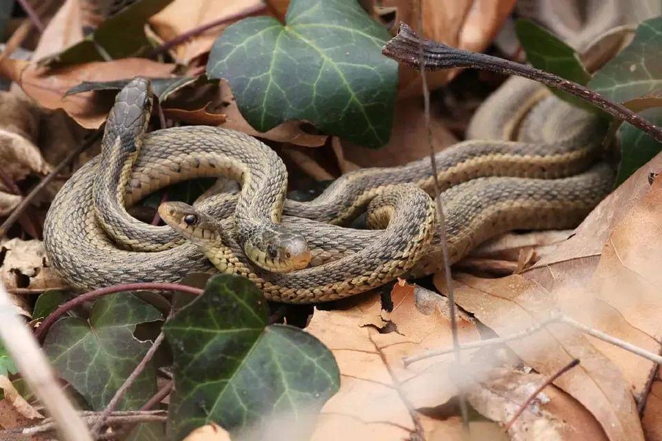 打扰蛇群交配,惨遭毒蛇围攻,最后惨死蛇窝之中_报复_进攻_蛇头