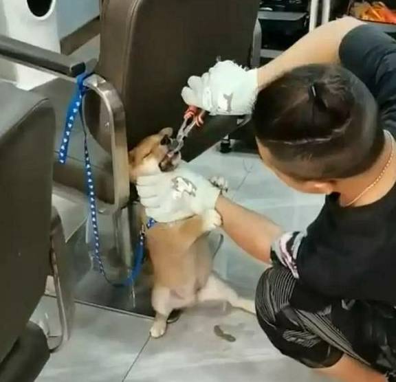 广州一柴犬被拔全口牙凌虐致死！只因柴犬凶了他。