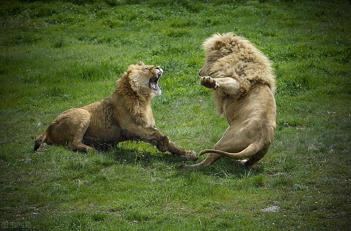 獅子王的孤獨悲慘命運_獅群_雄獅_動物