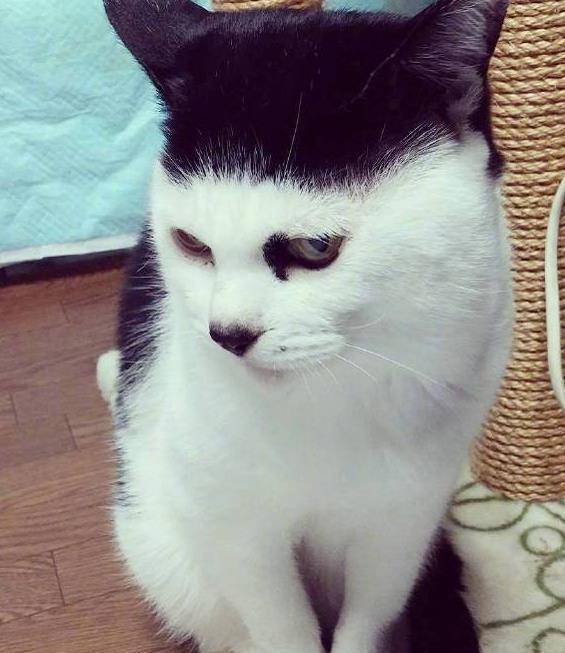 铲屎官晒自家的猫咪,齐刘海成亮点,只不过这长相稍微有点潦草_毛色