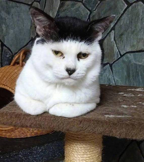 铲屎官晒自家的猫咪,齐刘海成亮点,只不过这长相稍微有点潦草_毛色