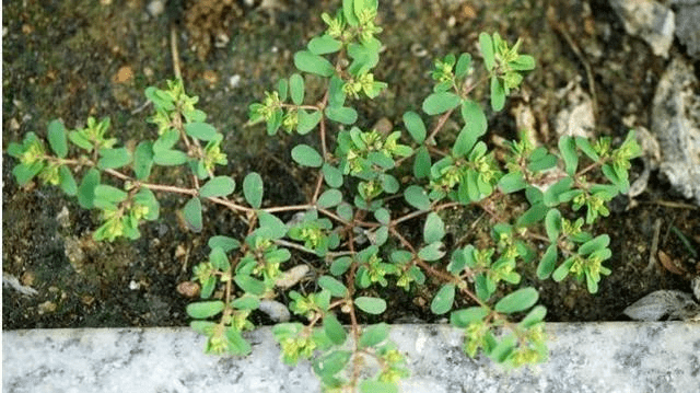 农村止泻草药图片