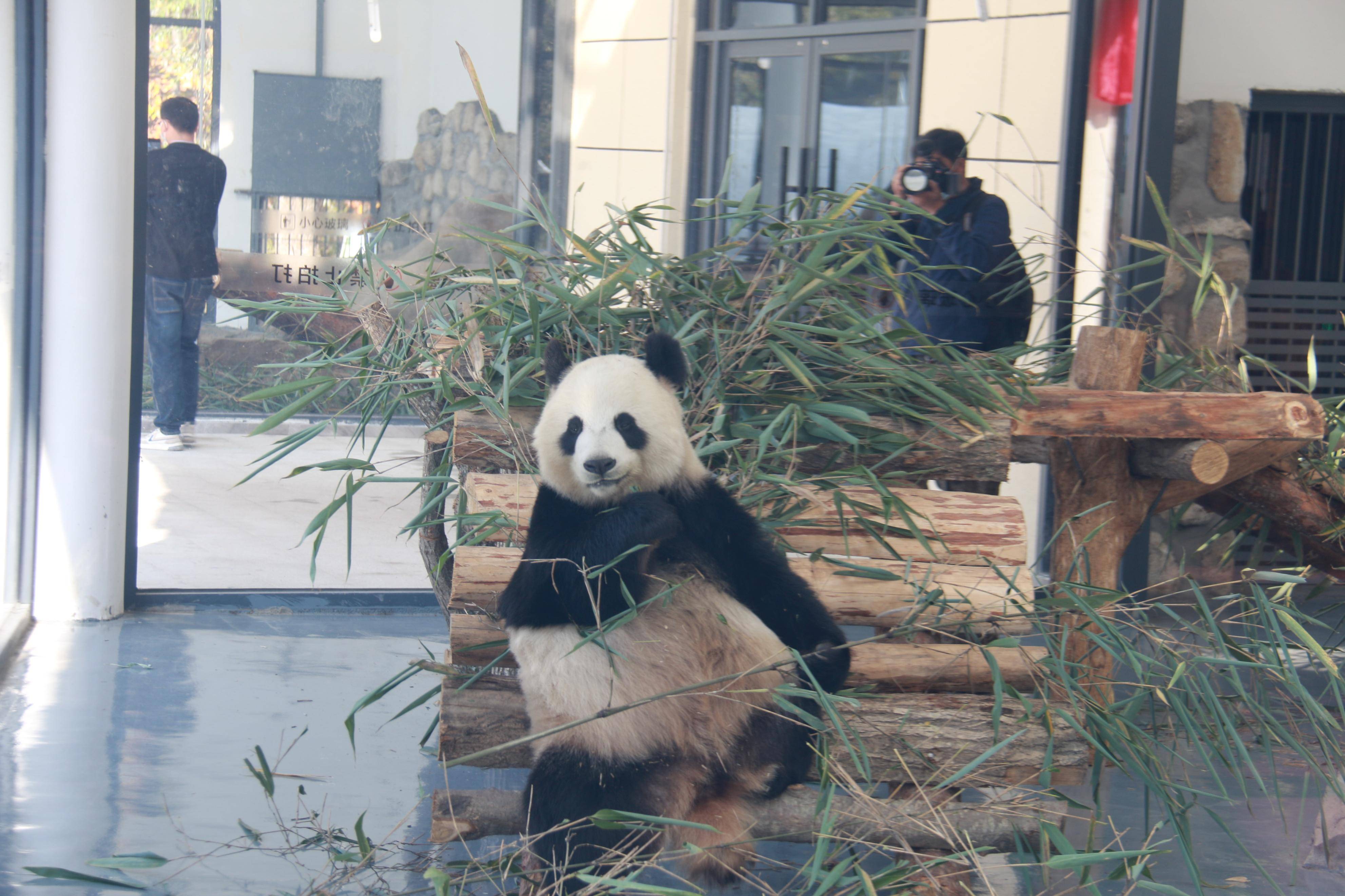 秦岭大熊猫繁育基地图片