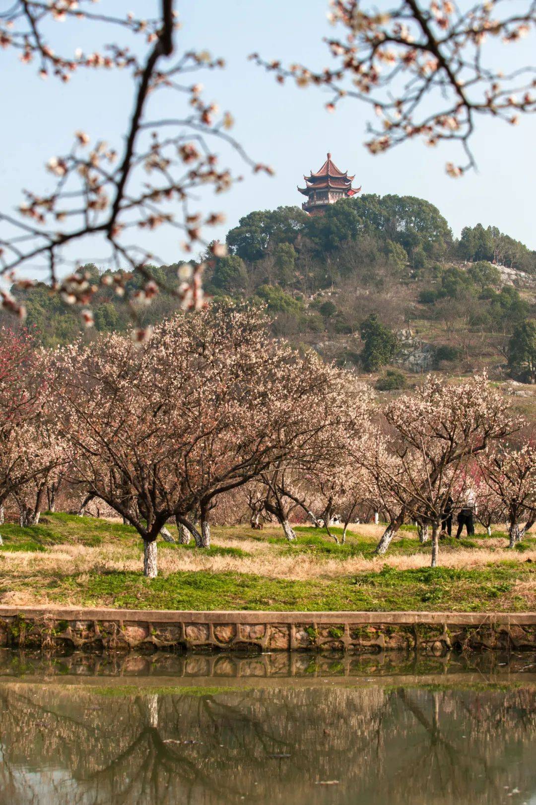 苏州以梅花著名景点图片