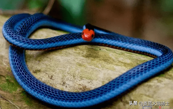 蓝长腺珊瑚蛇为了更加愉快的吃蛇,居然费尽心思的进化自己的毒液_毒蛇