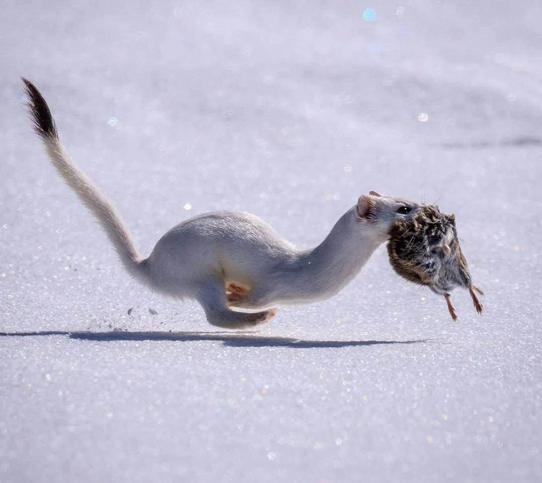 罕见的36张照片,猎豹袭人,长颈鹿死一窝,北极熊相残,蜘蛛撒网_猞猁