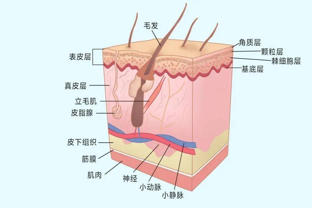 肌肉腱膜系统)对于皮肤的支撑和固定作用尤为重要,它位于皮肤深处的4