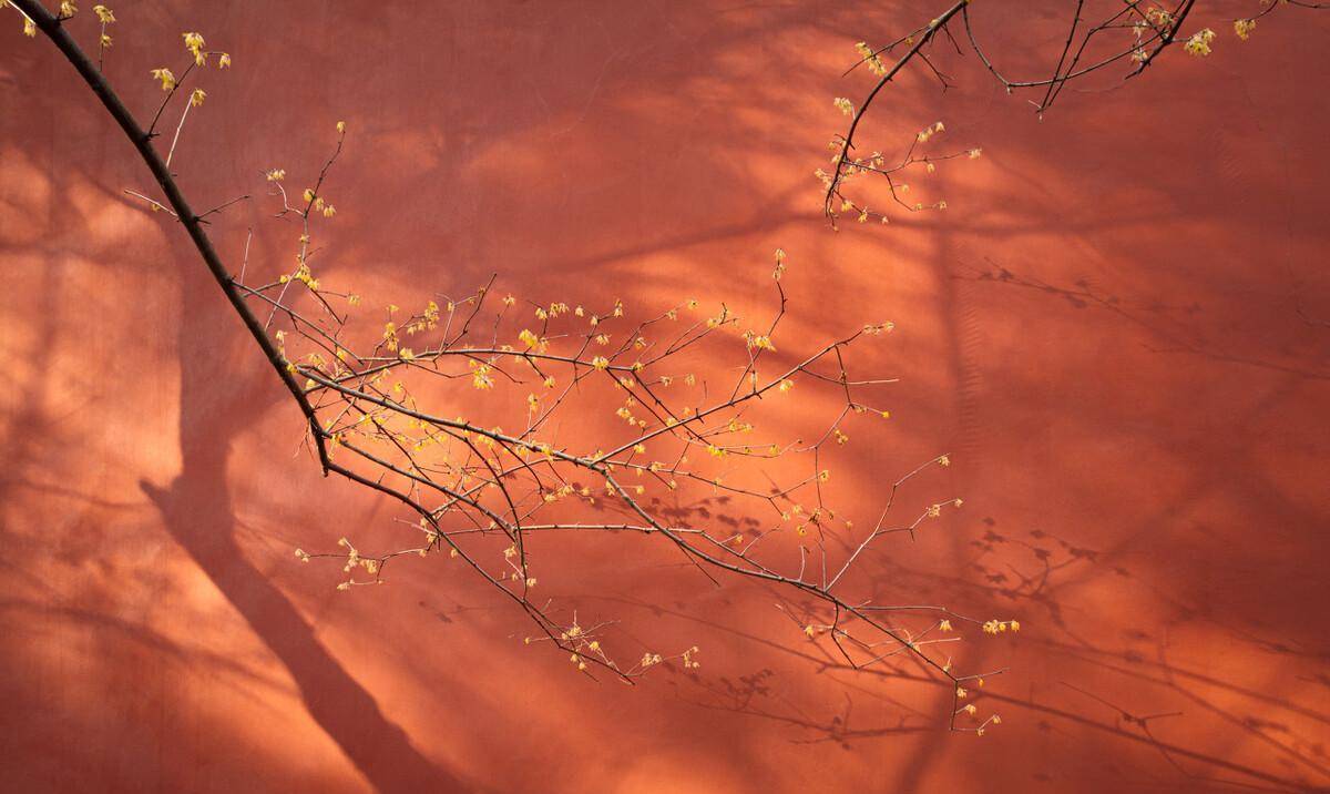 赭色射手,不负众望与赭黄相对应的还有我们的赭红.