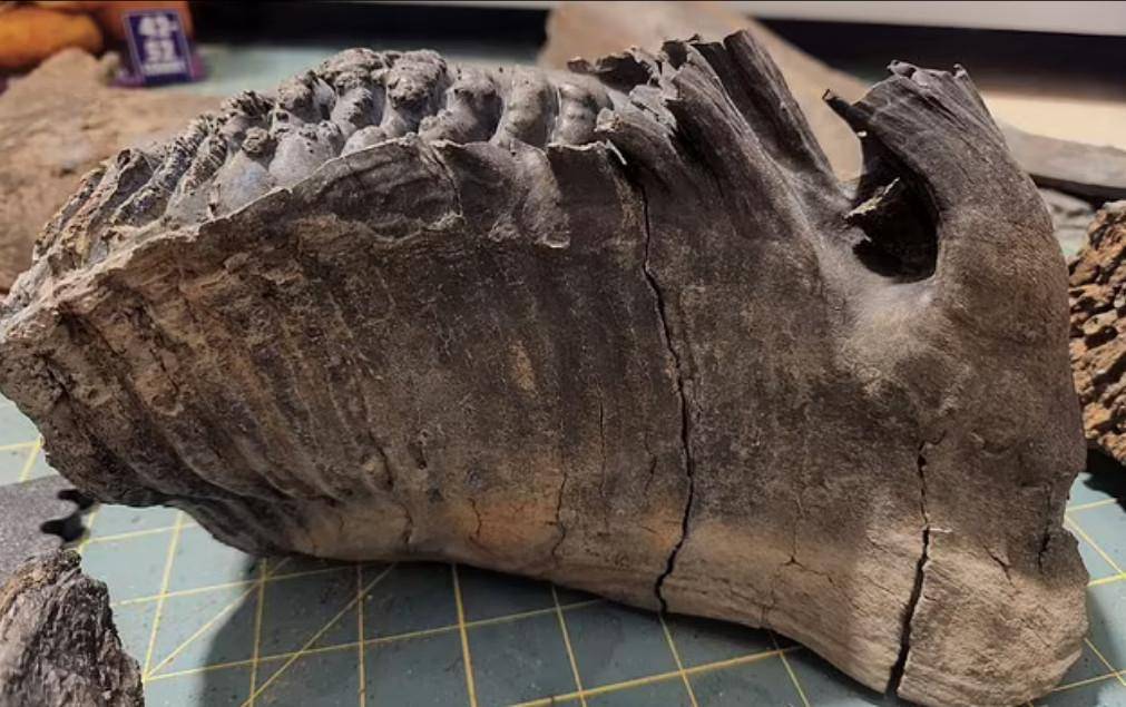 风暴过后,一对夫妇捡到1万年前的猛犸象骨头:可以卖掉后买套房_安德里