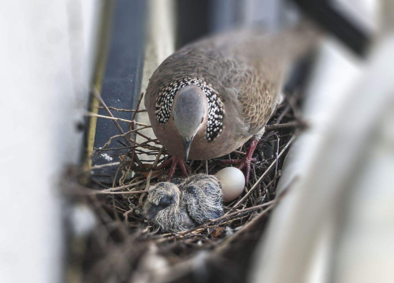 在我国,野鸽子很常见,但为什么很少见到斑鸠的巢穴呢?_生活_鸟类_人类