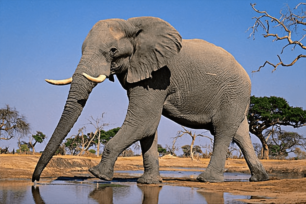 雄性非洲象图片