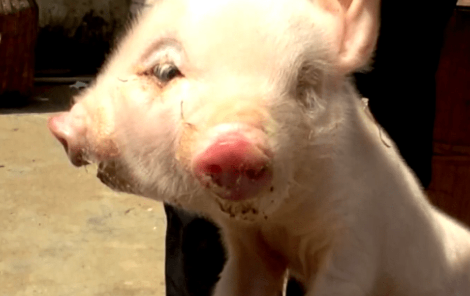 全球6大离奇的双头生物,超出了人们的想象,颠覆人们的认知_头羊_动物