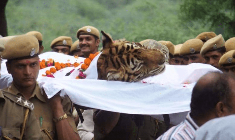 虎王玛琪莉有多猛?