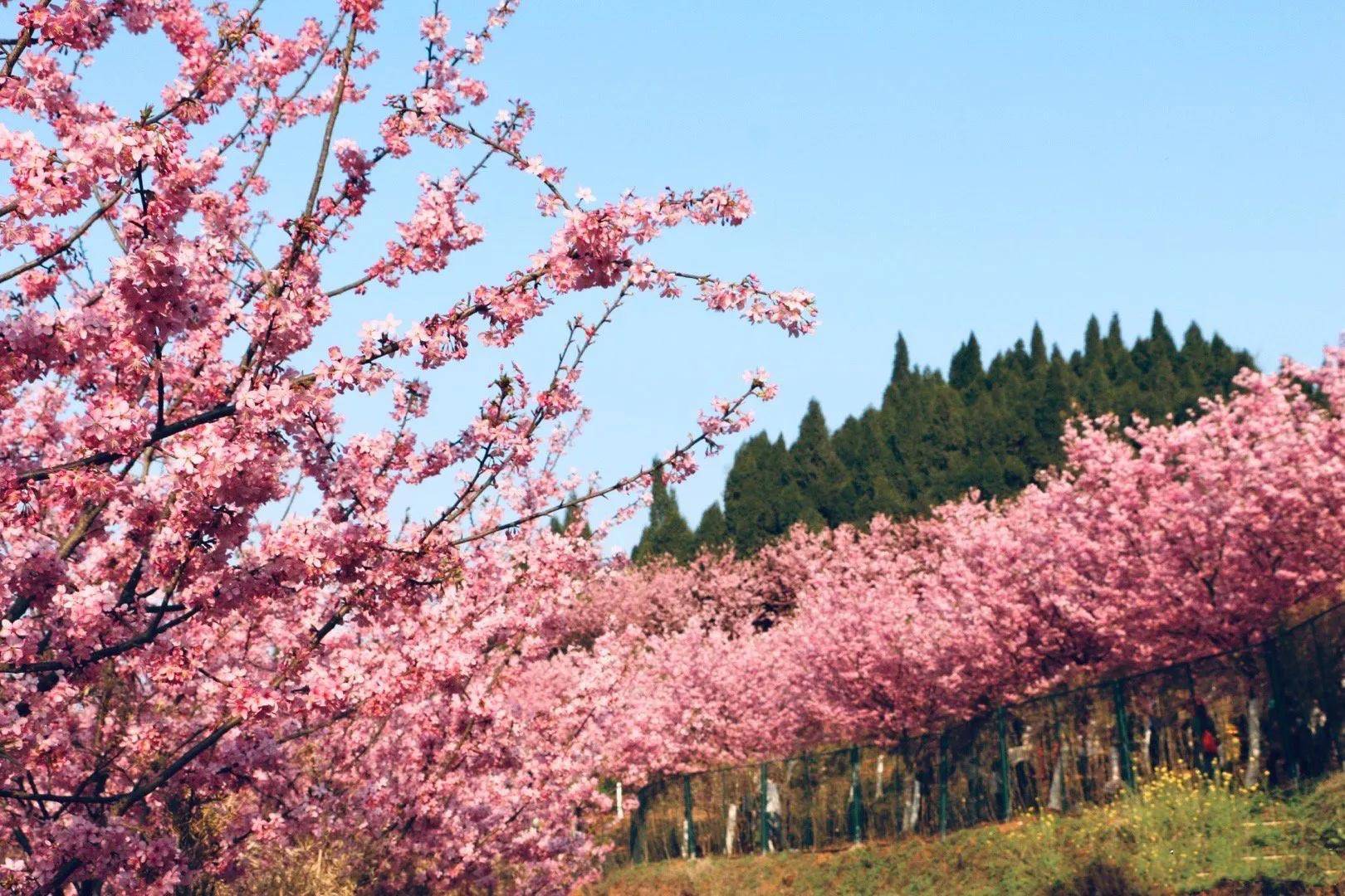 高坪区澜岭江花景区图片