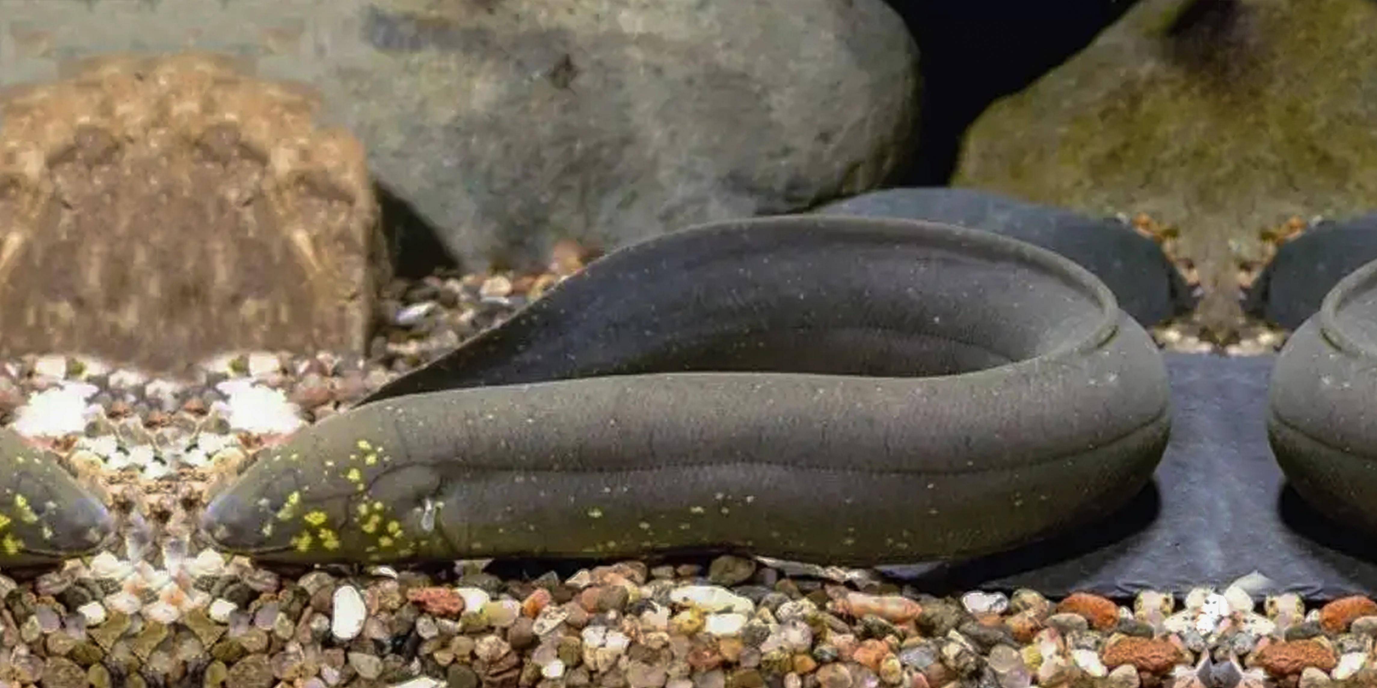 美洲肺鱼-会被水淹死的鱼_成年_身体_食物