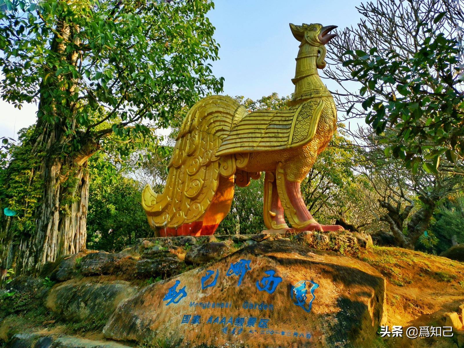 芒市勐巴娜西珍奇园拥有多项全国之最,古树名木数量最多_树化_植物